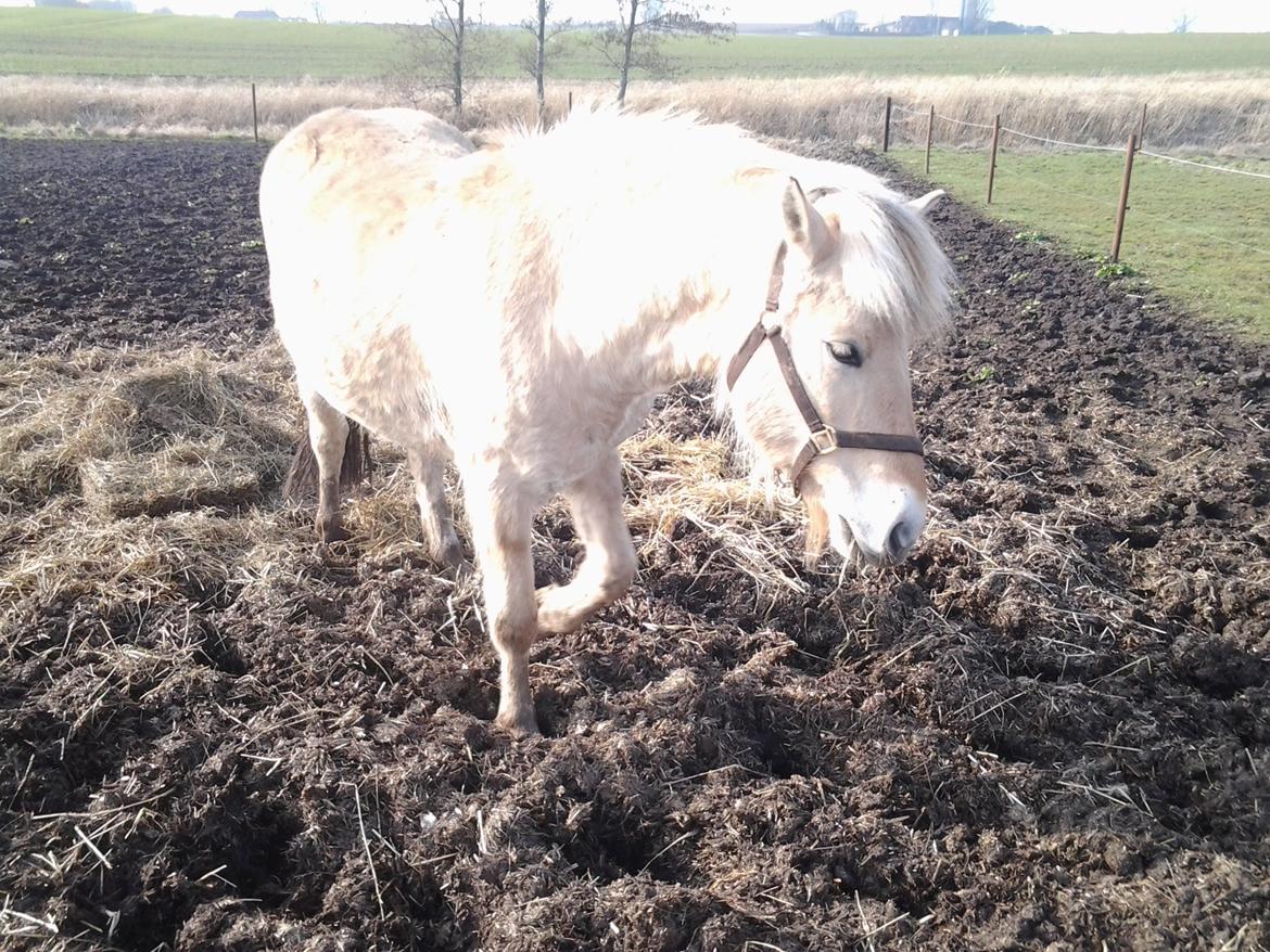 Fjordhest figther billede 31