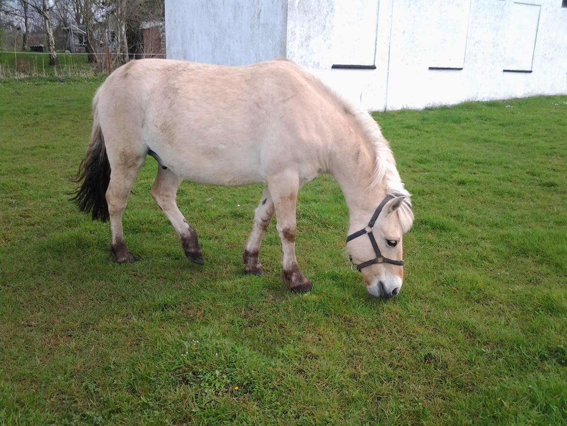 Fjordhest figther billede 33