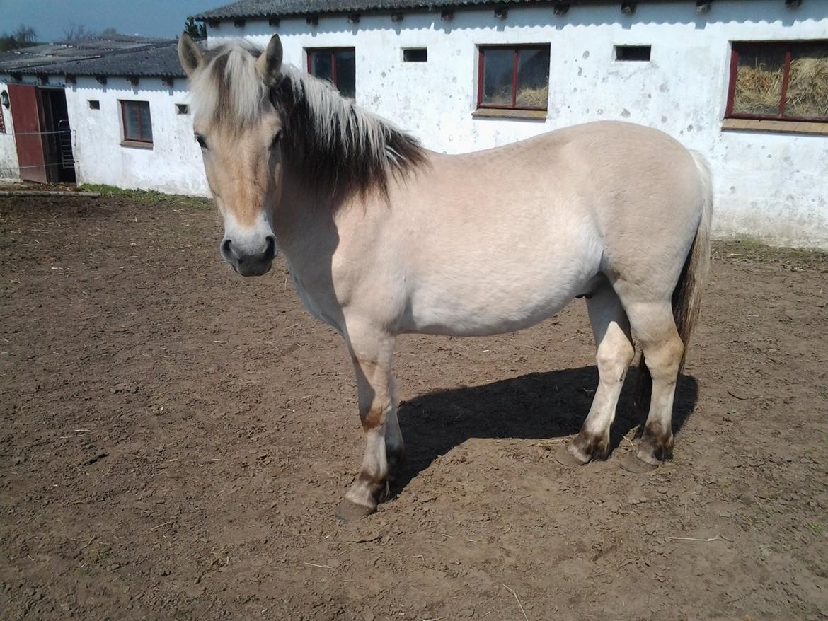 Fjordhest figther billede 6