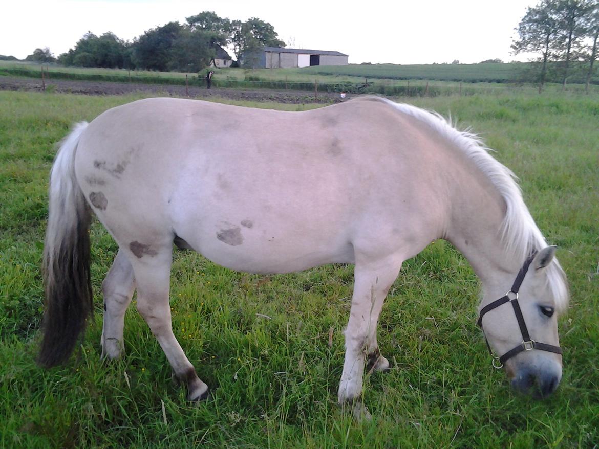 Fjordhest figther billede 36
