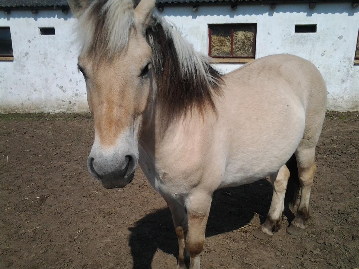 Fjordhest figther billede 35