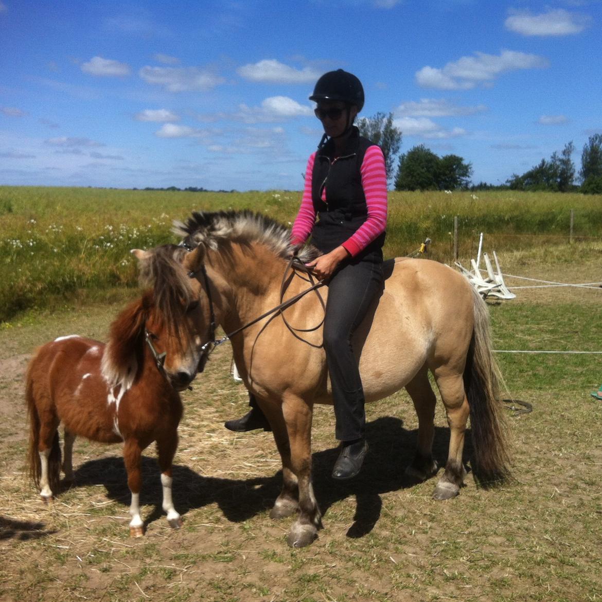 Anden særlig race Charlie - Ulla hoppede lige op på Charlie ude på marken for at se, hvordan han tog det. :) Han var SÅ sød! billede 11