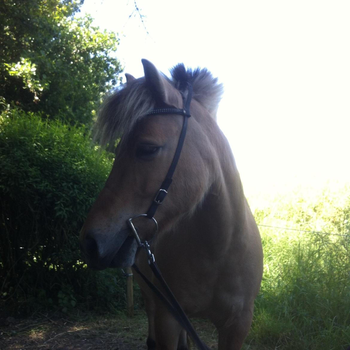 Anden særlig race Charlie billede 2