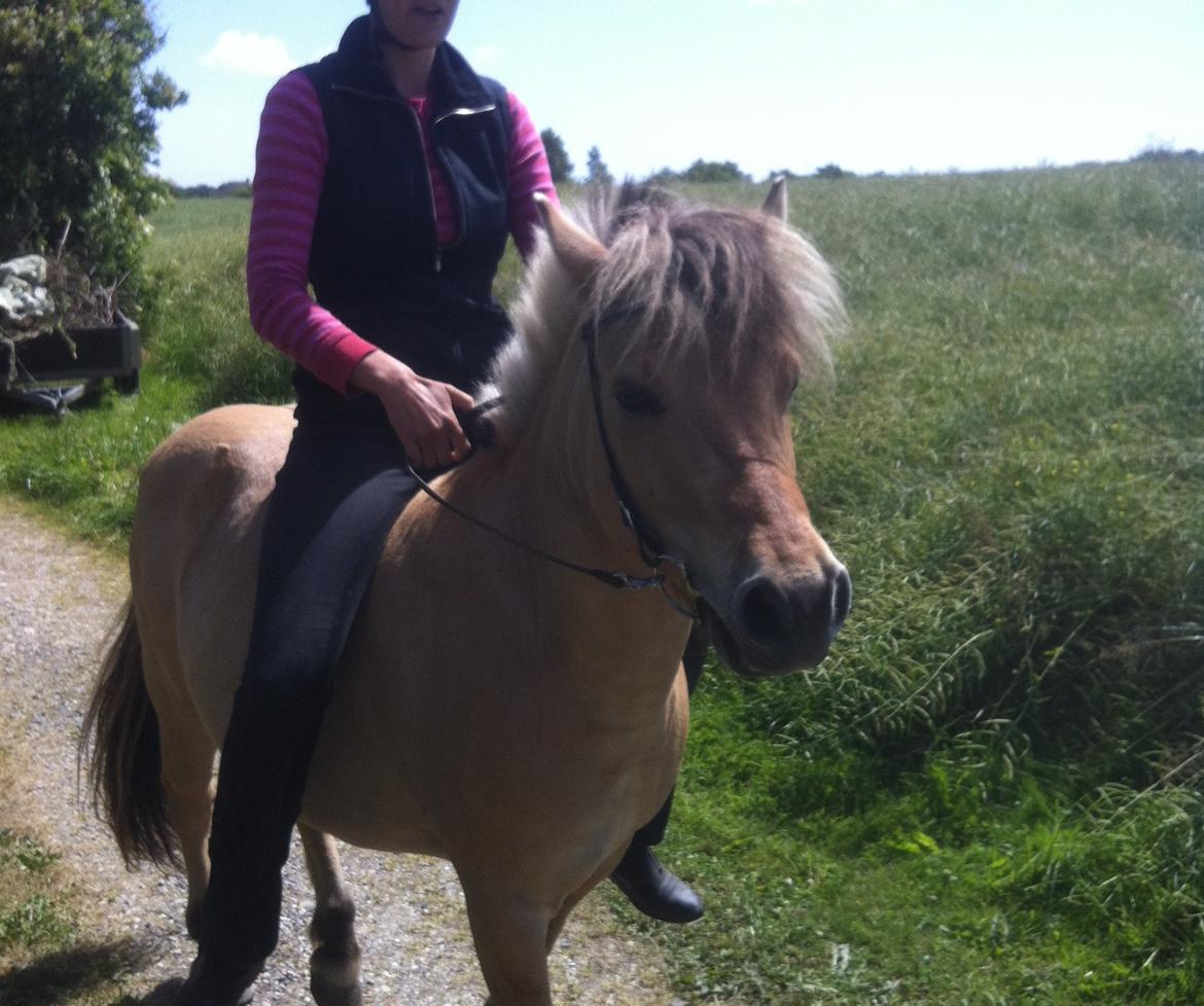 Anden særlig race Charlie billede 10