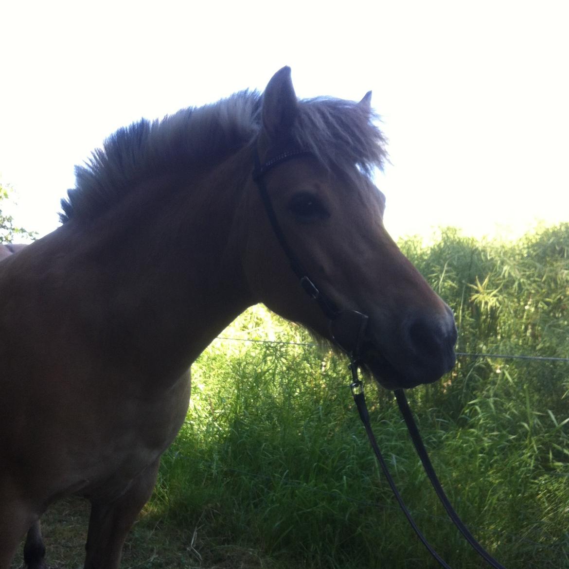 Anden særlig race Charlie billede 15