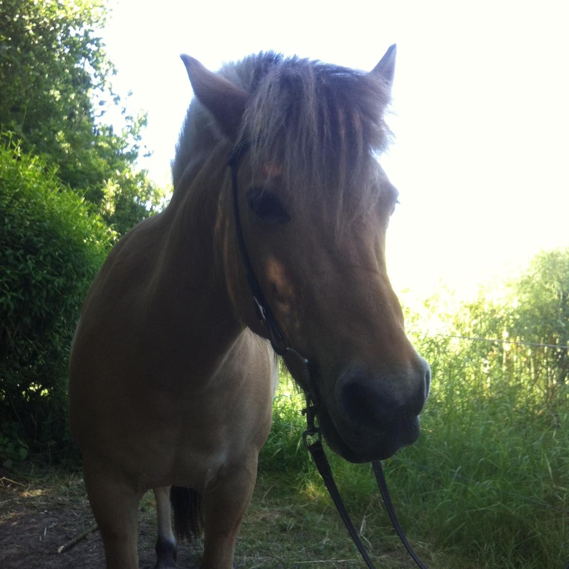 Anden særlig race Charlie billede 18