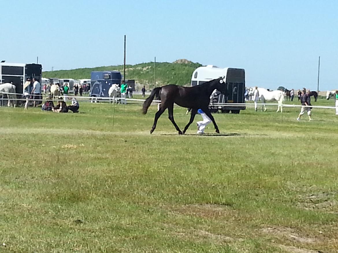 Sportsaraber (A) BS Schanitta billede 14