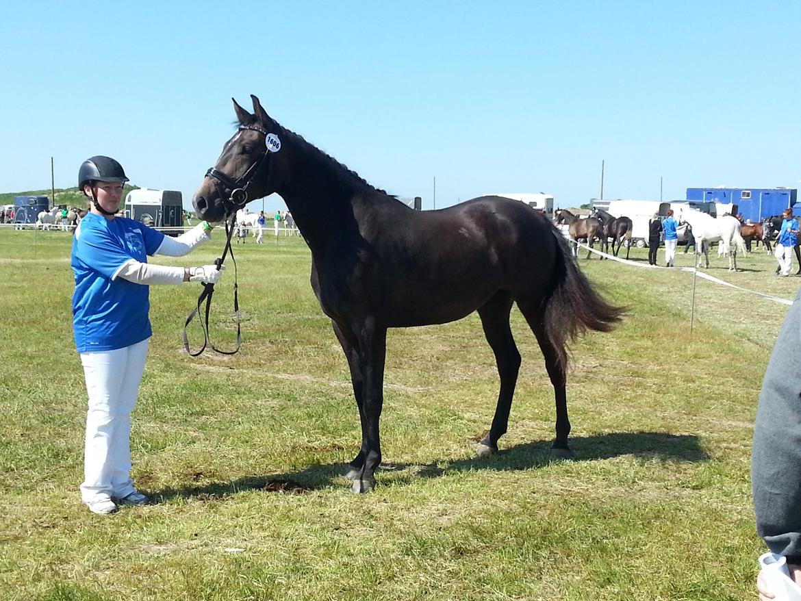 Sportsaraber (A) BS Schanitta billede 15