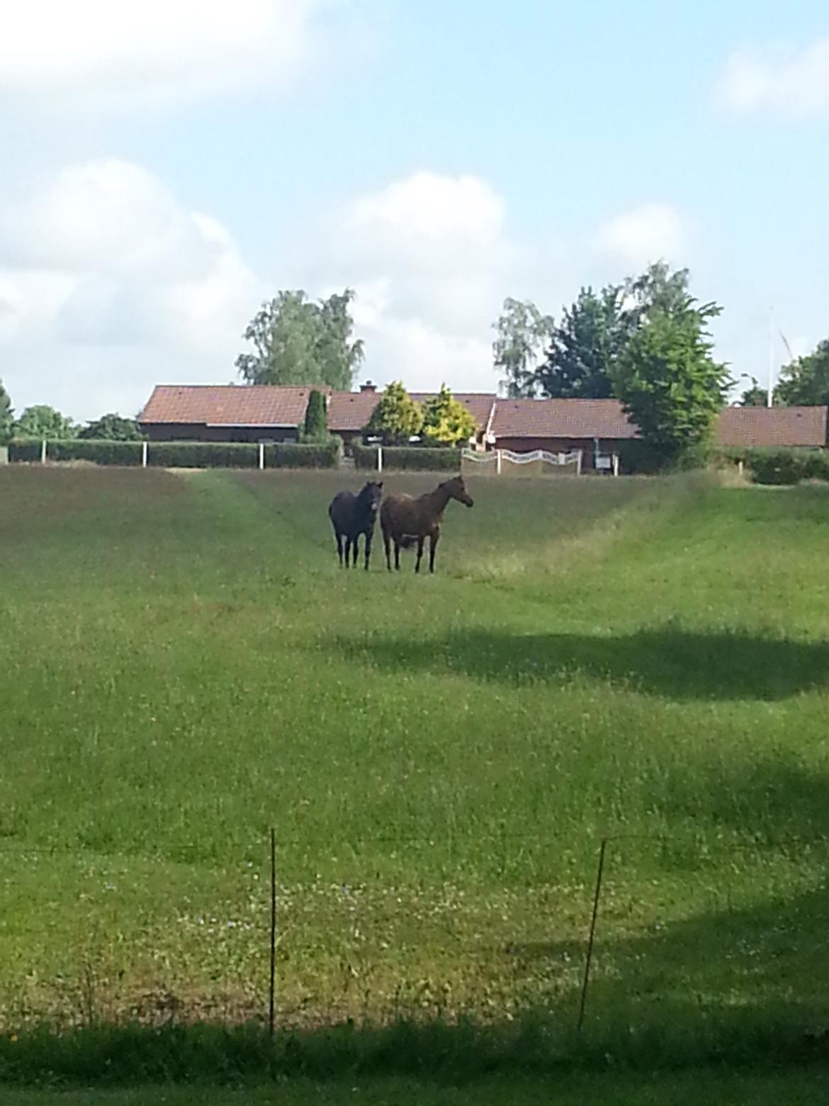Sportsaraber (A) BS Schanitta billede 17