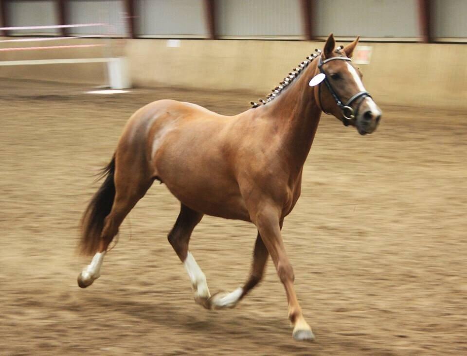 DSP Savannah Amour<3  - Ponyen til kåring d. 22/06-2014 <3 billede 12