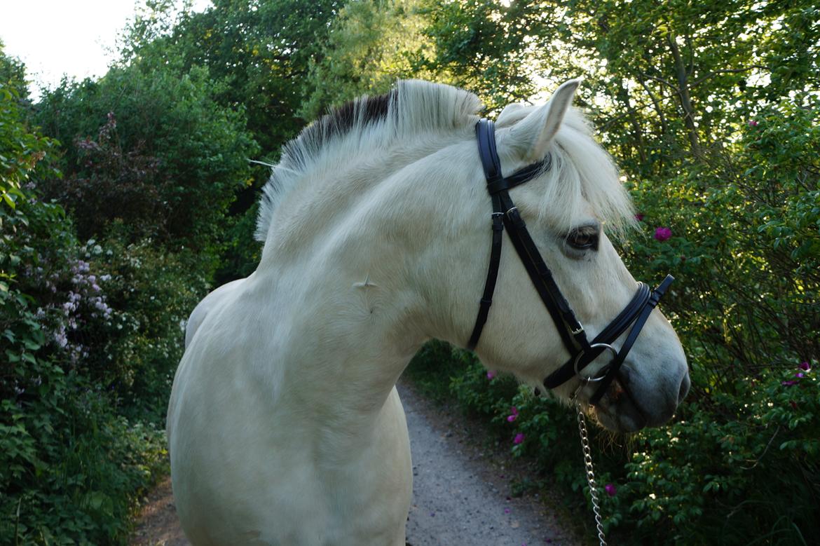 Fjordhest Tempo billede 2