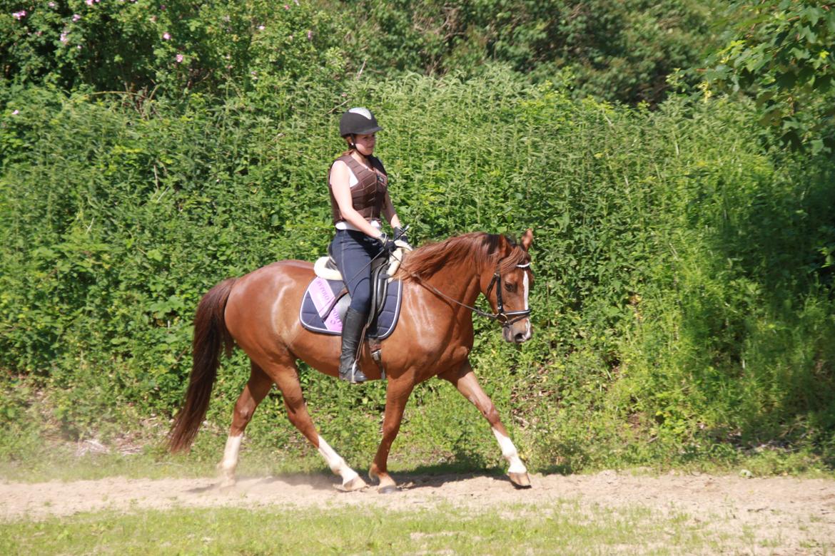 DSP Savannah Amour<3  - Sommer 2014 billede 14