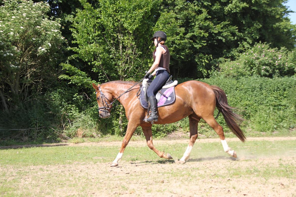 DSP Savannah Amour<3  billede 18