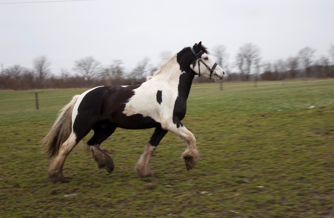 Irish Cob Hidalgo O'hara - Min lækkere dreng <3 billede 1
