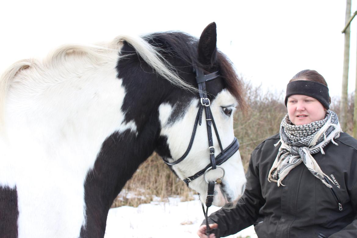 Irish Cob Hidalgo O'hara billede 11