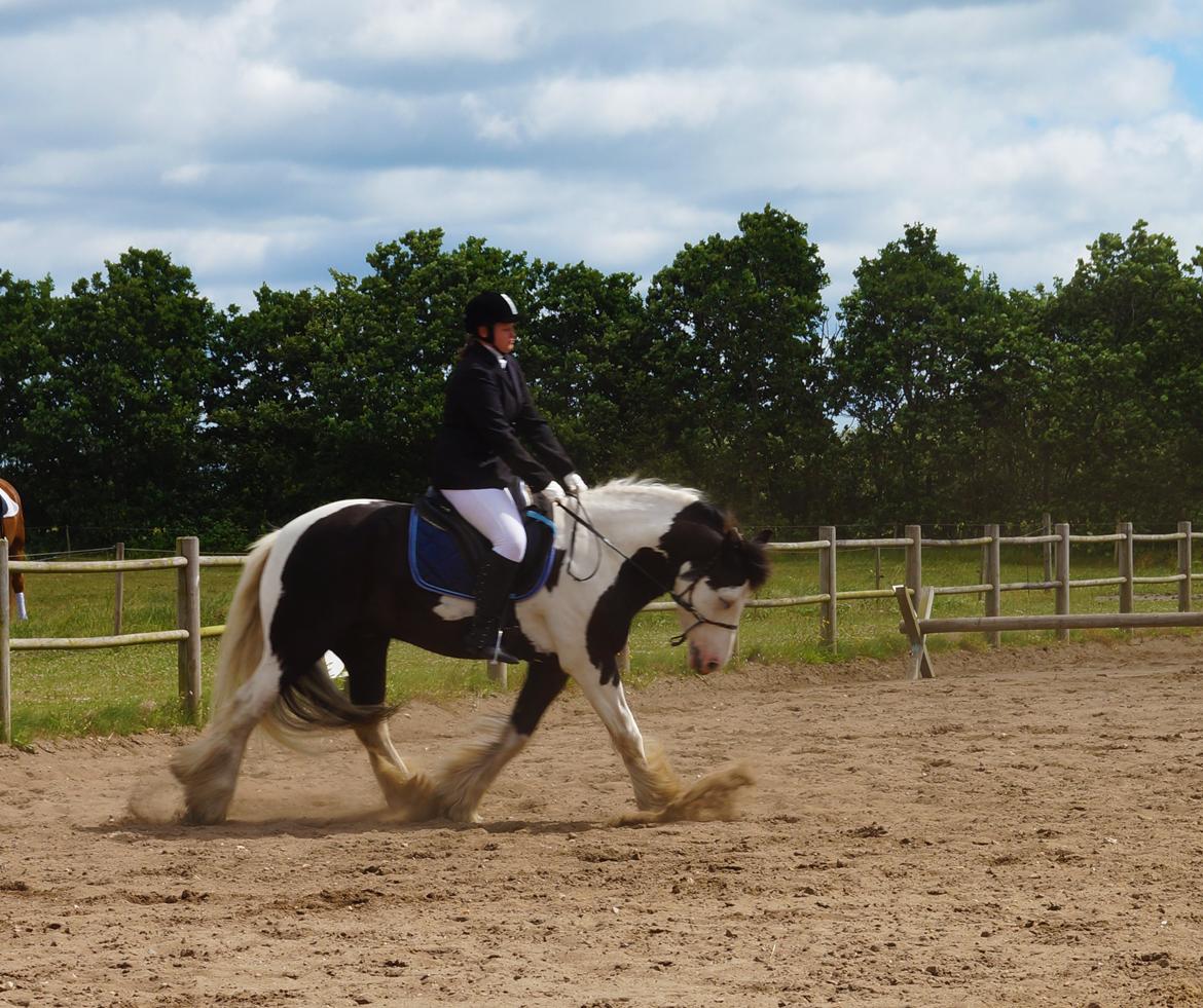 Irish Cob Hidalgo O'hara billede 13