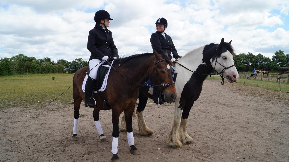 Irish Cob Hidalgo O'hara billede 14