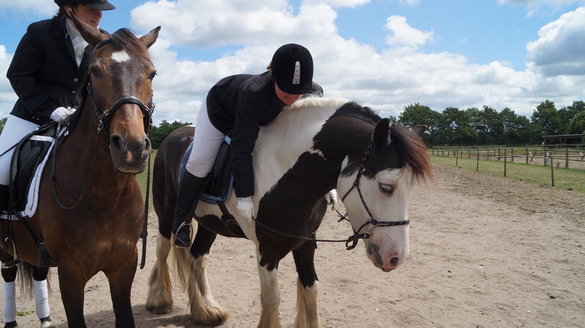 Irish Cob Hidalgo O'hara billede 15