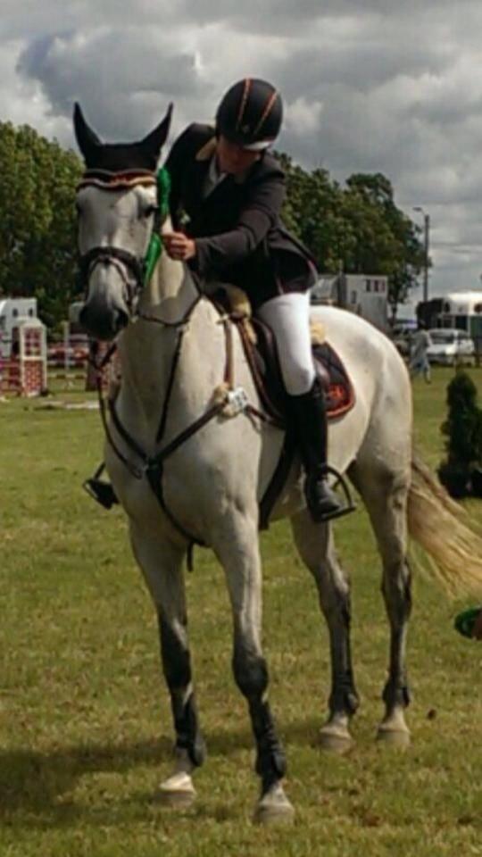 Dansk Varmblod CARIBA billede 10