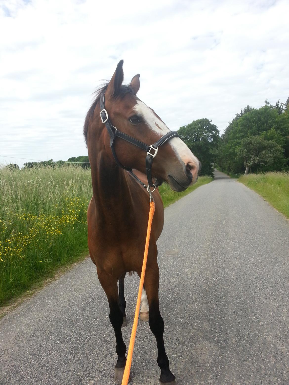 Dansk Varmblod Katholts Queento billede 11