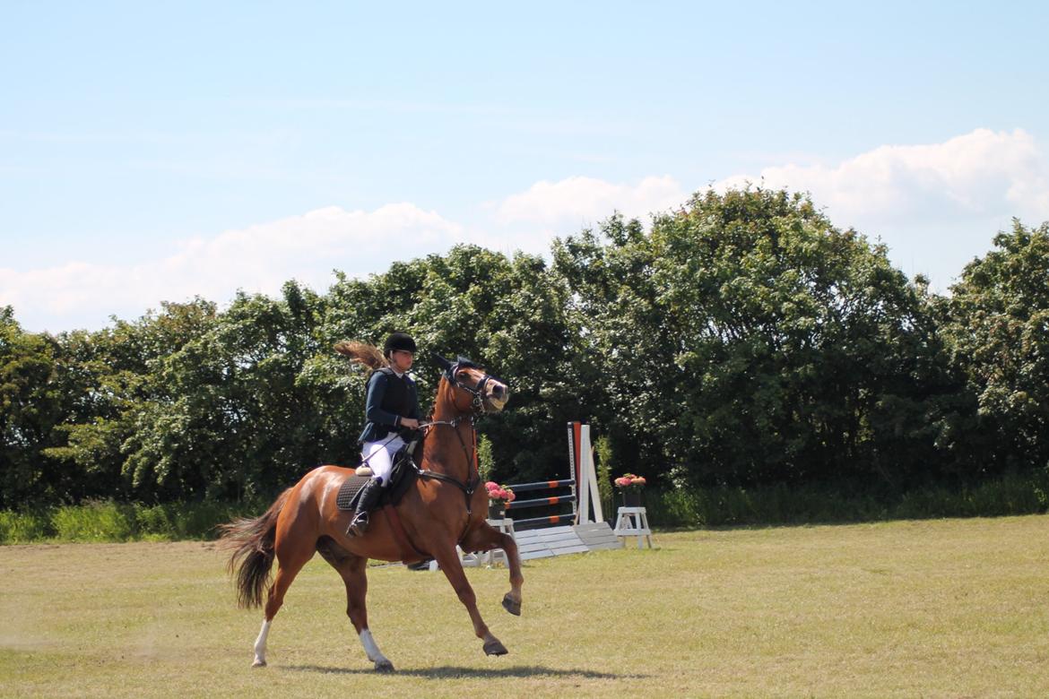Dansk Varmblod Kærholms Sauer - C-stævne i Løgstør billede 7