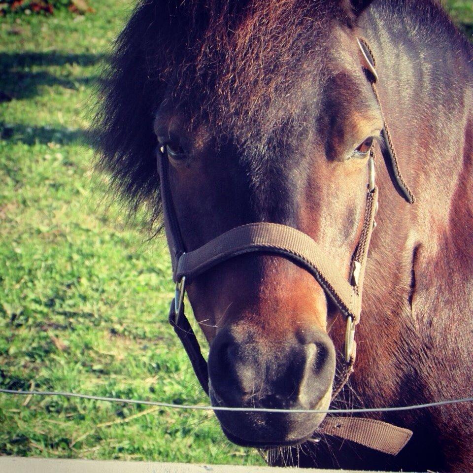 Shetlænder Manse Star str (baby Star ) billede 1