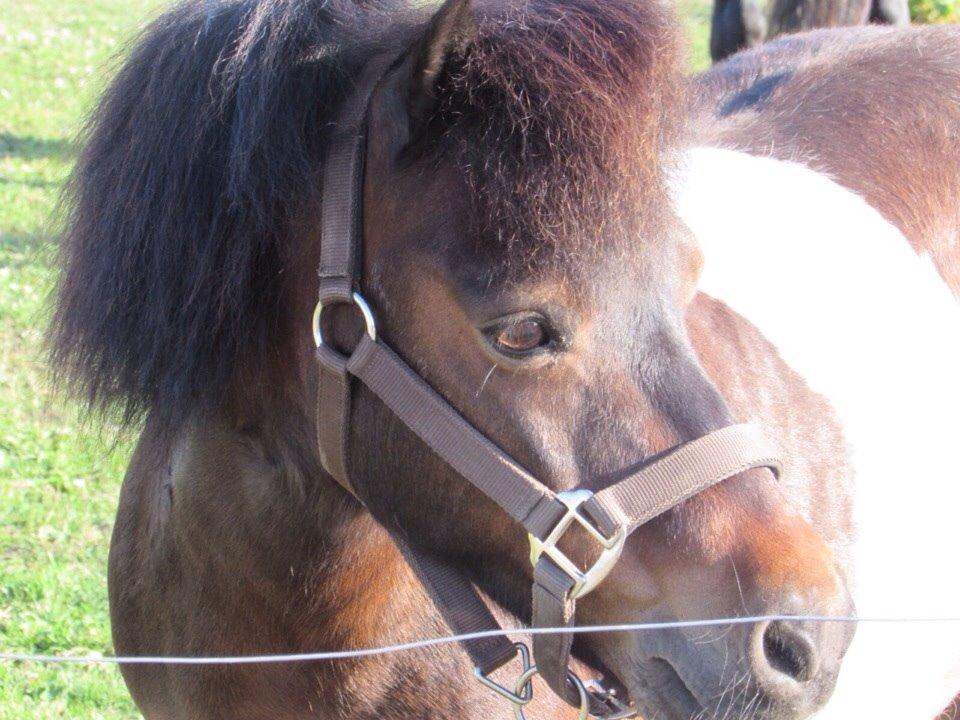 Shetlænder Manse Star str (baby Star ) billede 2