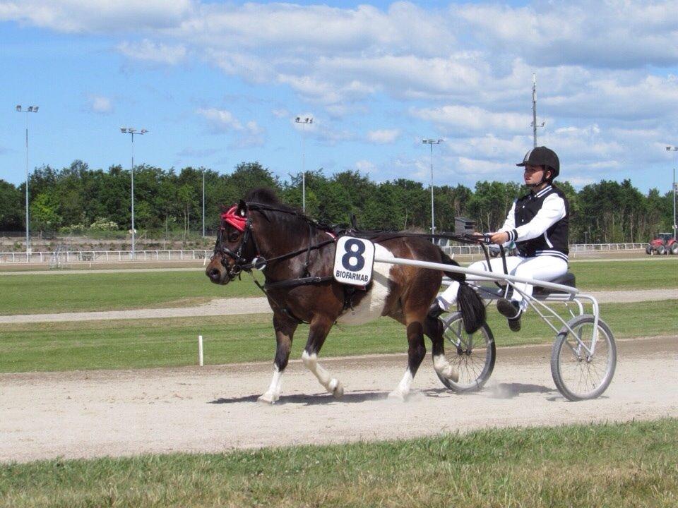 Shetlænder Manse Star str (baby Star ) billede 3