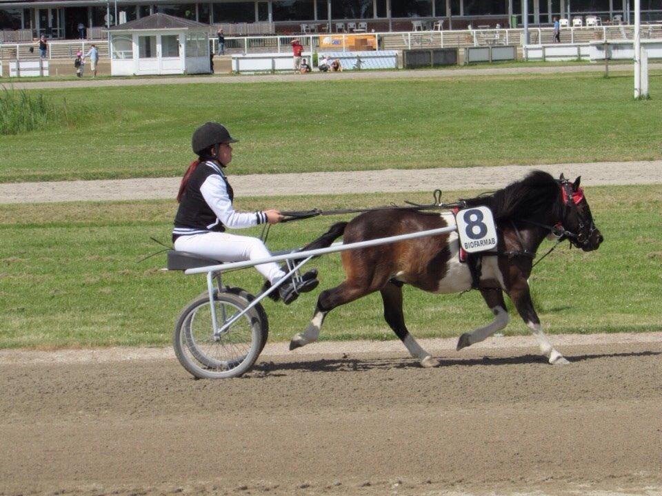 Shetlænder Manse Star str (baby Star ) billede 4