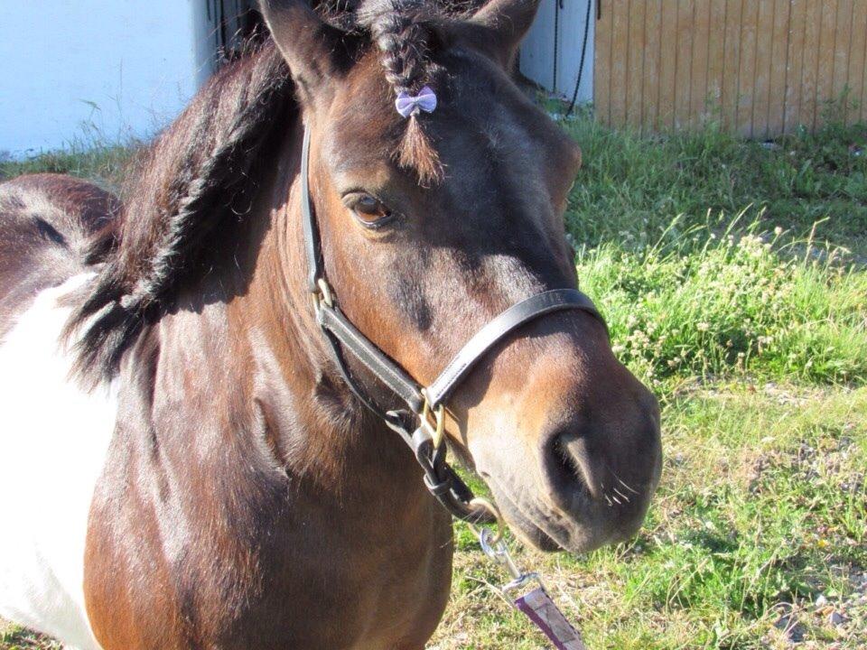 Shetlænder Manse Star str (baby Star ) billede 5