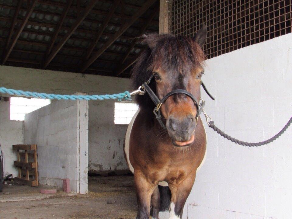Shetlænder Manse Star str (baby Star ) billede 6