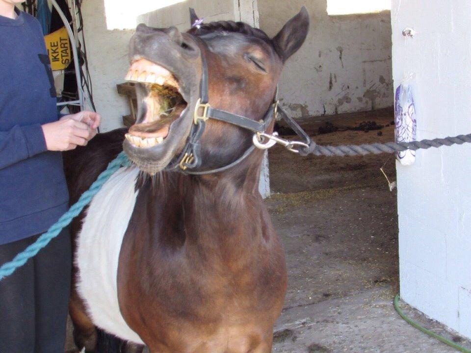Shetlænder Manse Star str (baby Star ) billede 7