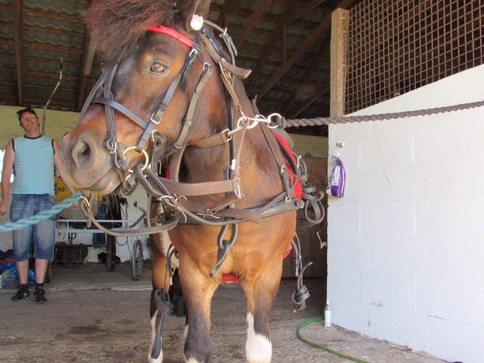 Shetlænder Manse Star str (baby Star ) billede 8