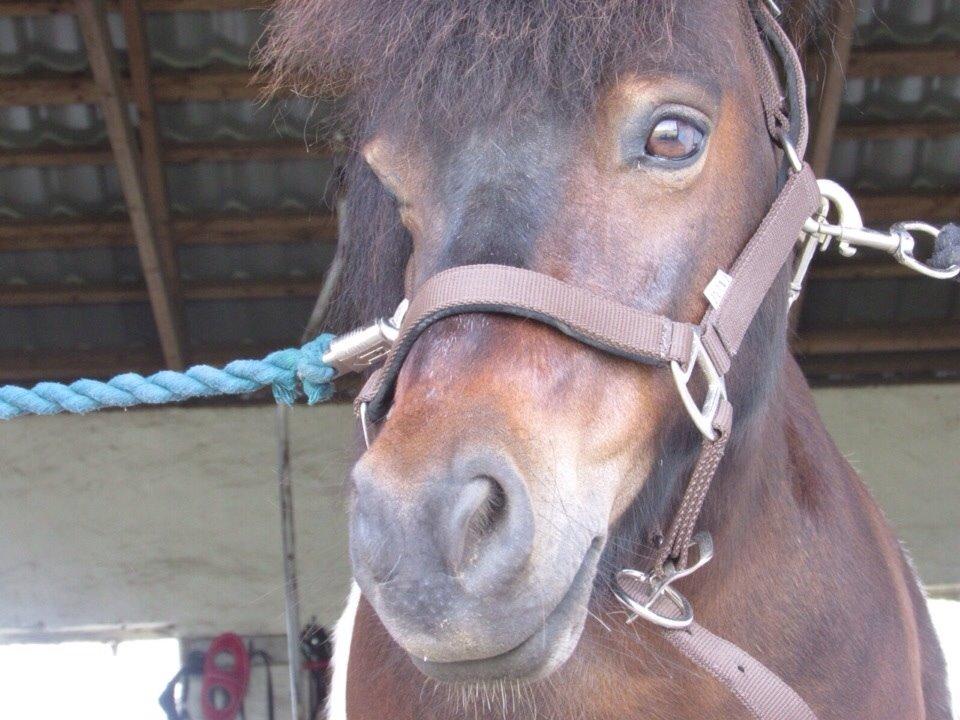 Shetlænder Manse Star str (baby Star ) billede 9