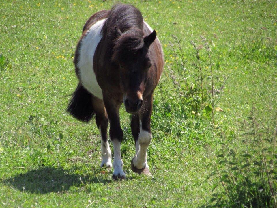 Shetlænder Manse Star str (baby Star ) billede 10