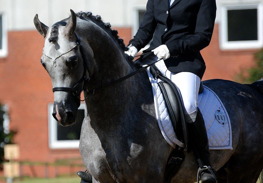 Arabisk fuldblod (OX) EVG Petros  - International I Ikast Juni 2014. billede 7
