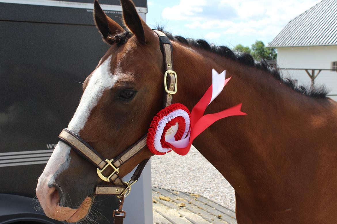 DSP Lassen`s Pay Per View billede 12