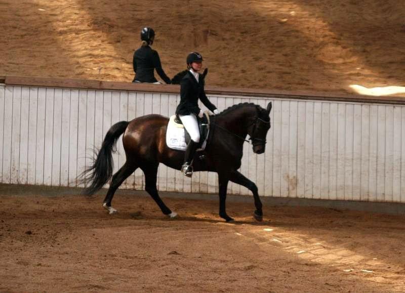 Trakehner Hefaistos billede 28