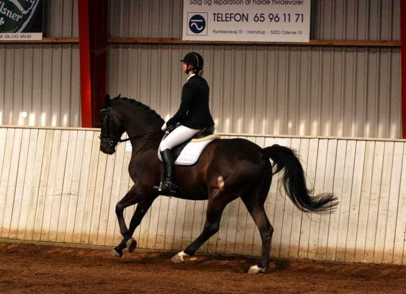 Trakehner Hefaistos billede 29