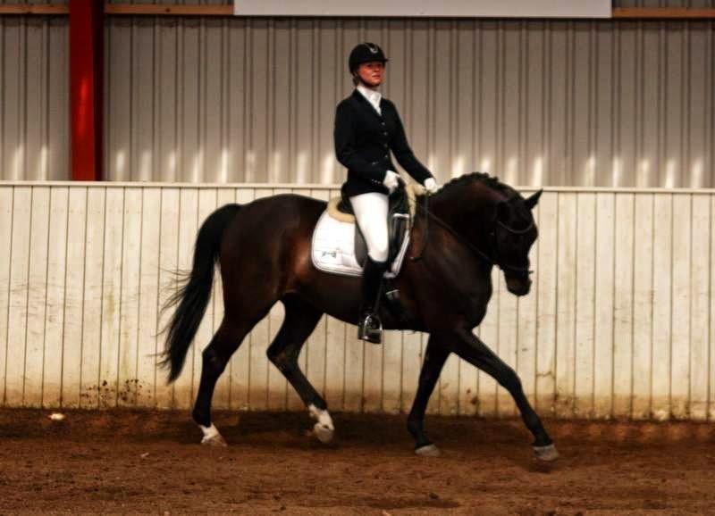 Trakehner Hefaistos billede 30