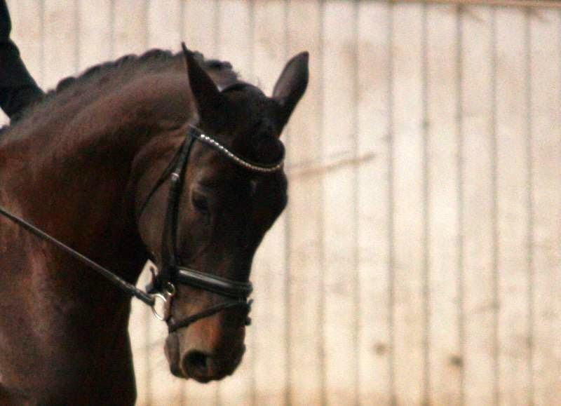 Trakehner Hefaistos billede 31