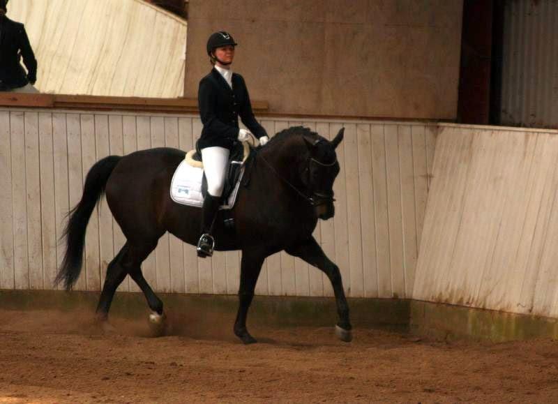 Trakehner Hefaistos billede 32