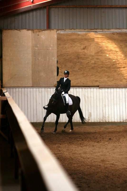 Trakehner Hefaistos billede 33