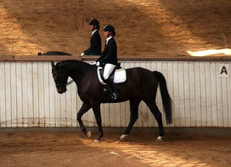 Trakehner Hefaistos billede 34