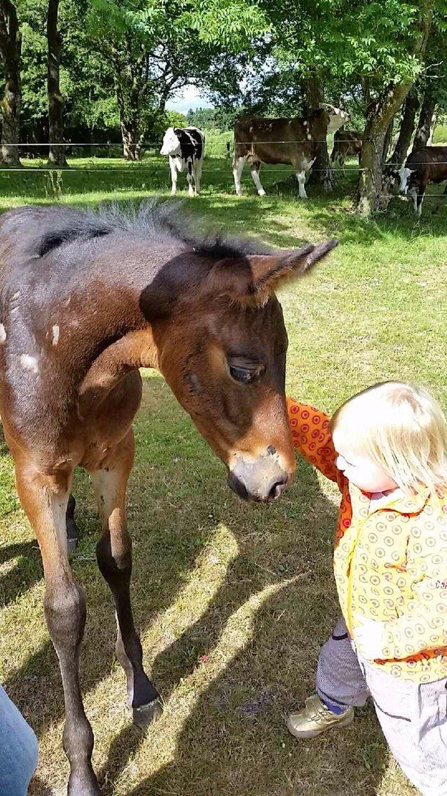 Pinto Gaasdal's Asti billede 1