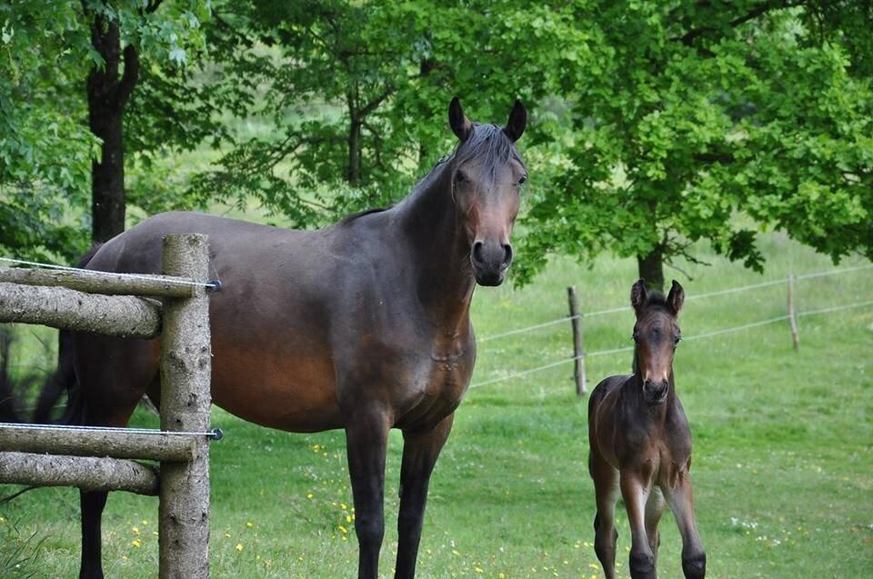Pinto Gaasdal's Asti billede 3