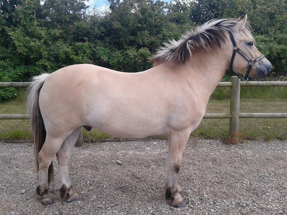 Fjordhest haxholm`s Valentino billede 1
