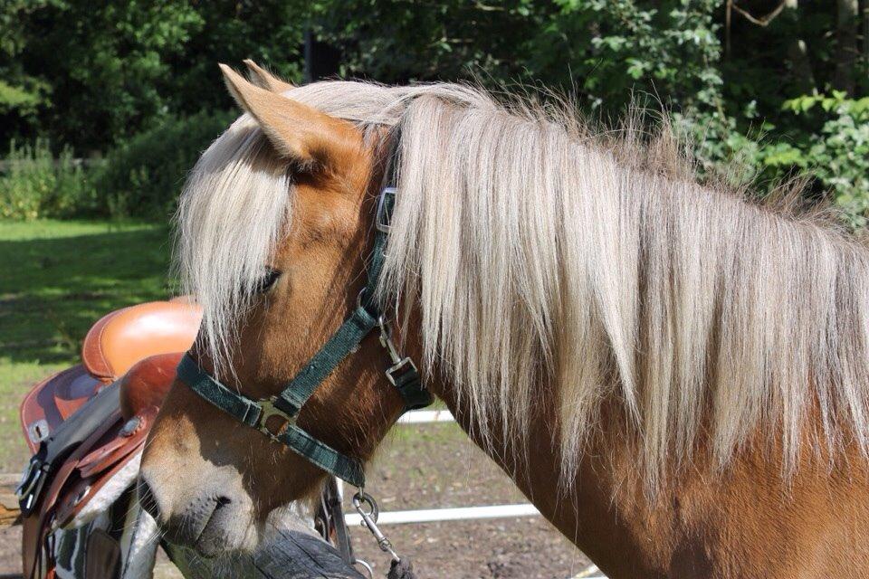 Islænder Sif - Velkommen til Sif's profil  billede 1