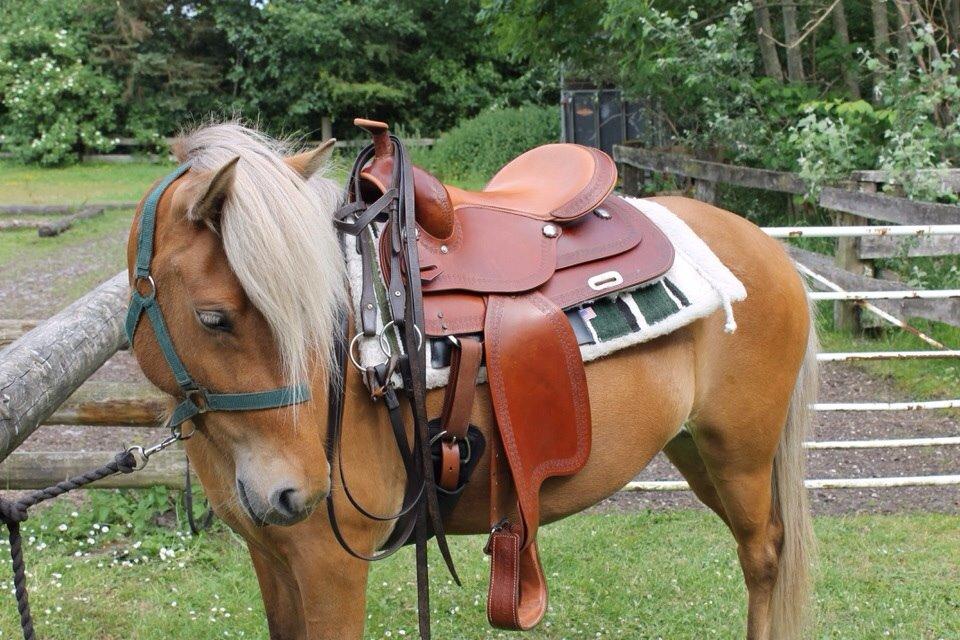 Islænder Sif billede 2