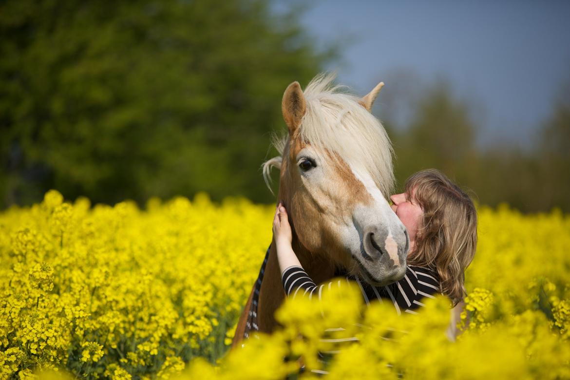 Haflinger Kløv´s Umberta billede 2